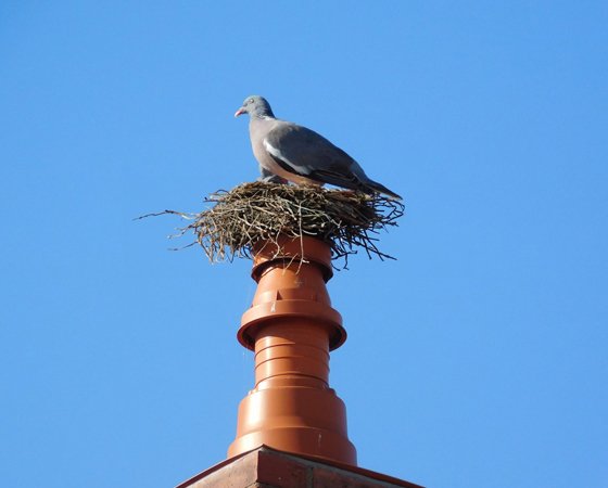 S1 Chimney Animal Removal