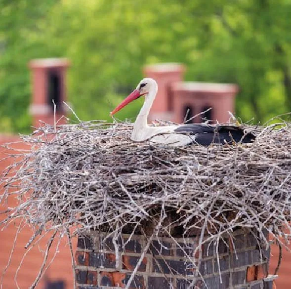 Furnace Flue Cleaning s5.jpg