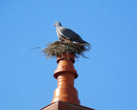 S1 Chimney Animal Removal.jpg